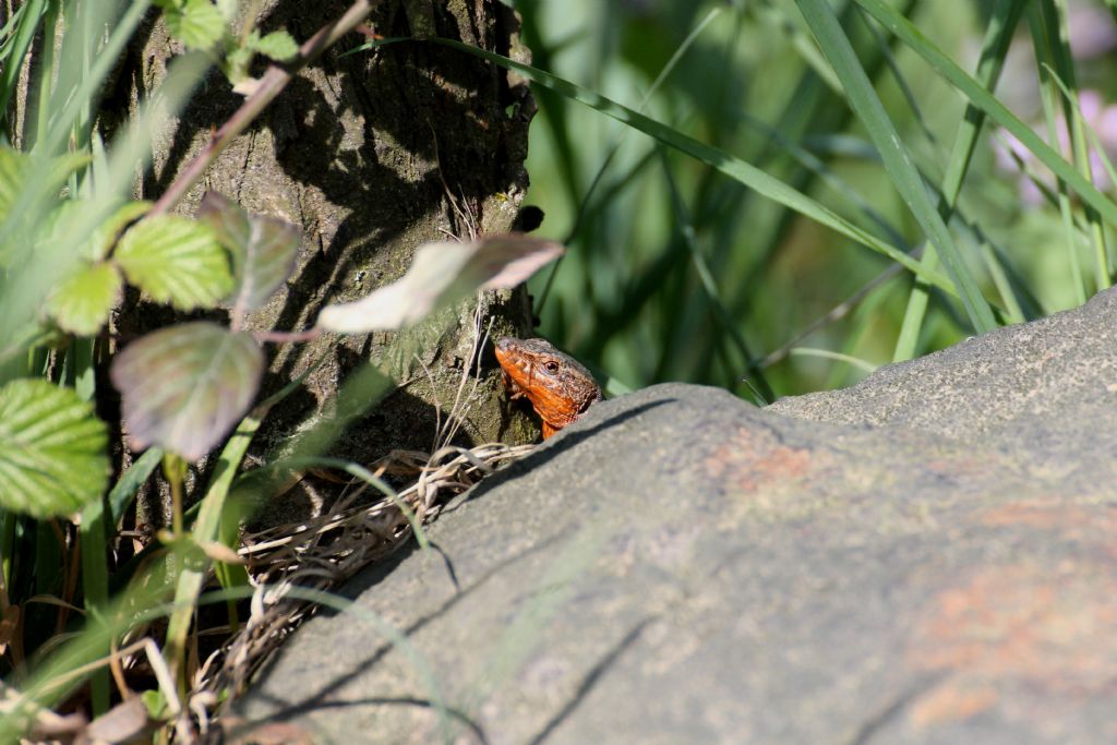 Podarcis muralis?